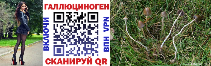 Купить  Тверь  Псилоцибиновые грибы Magic Shrooms 
